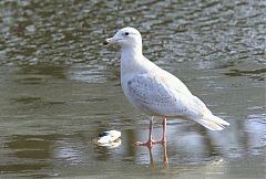 Glaucous Gull